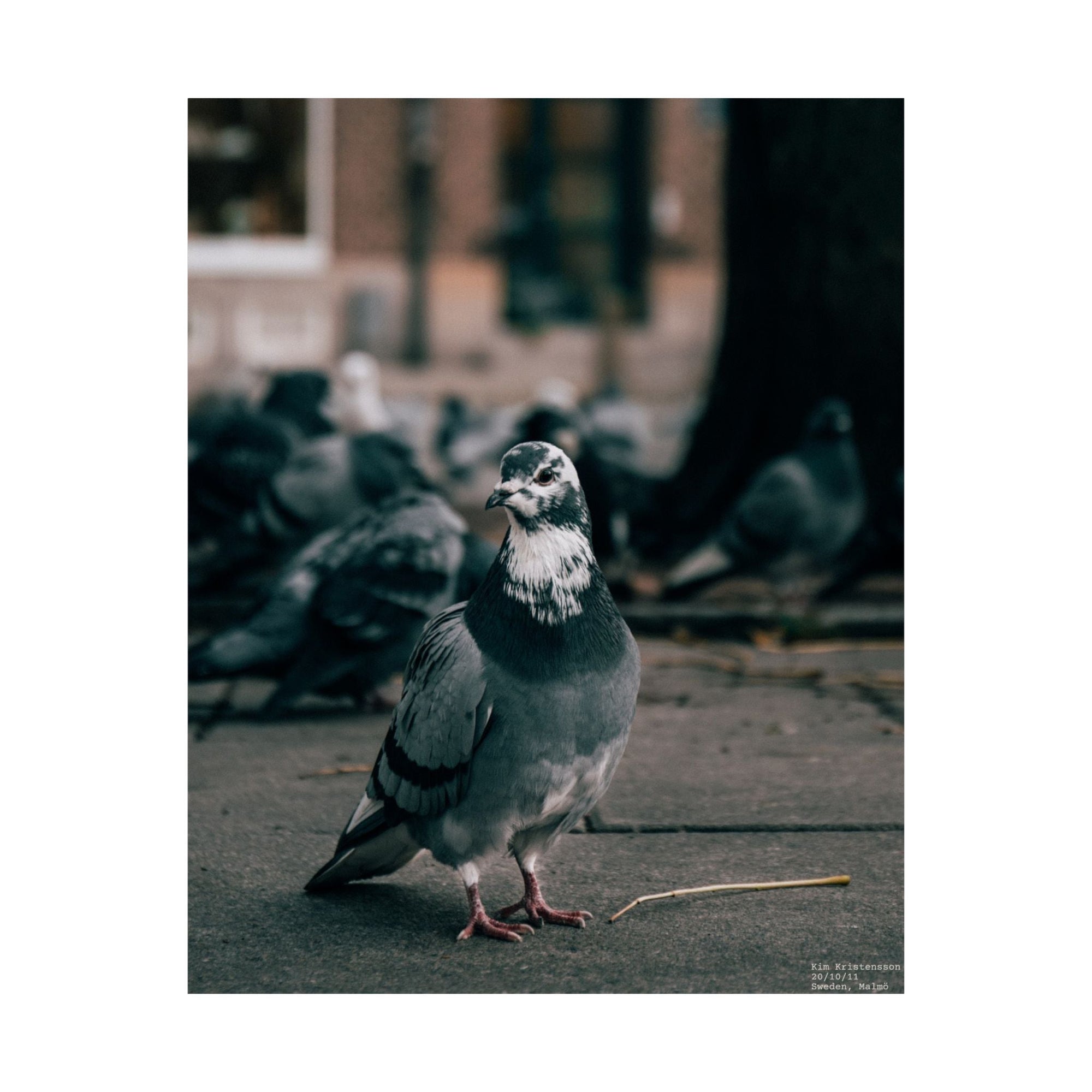 Animals